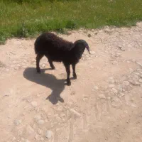 بره قوچ