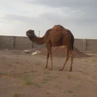 واگذاری شتر