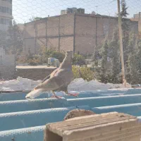 کبوتر کفتر|پرنده|باغستان, |دیوار