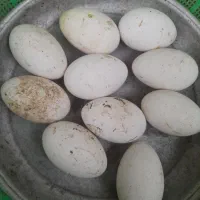 تعدادی تخم غاز