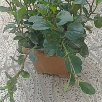 فروش انواع گل و قلمه با نازلترین قیمت|گل و گیاه طبیعی|مینودشت, |دیوار