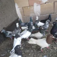 رنگه ، موریس دلبر ،و پلاکی ، کبوتر شیراز