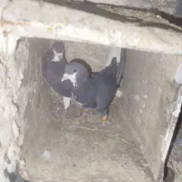 کبوتر زنگی|پرنده|نورآباد ممسنی, |دیوار