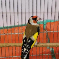 سهره نر قواره دار