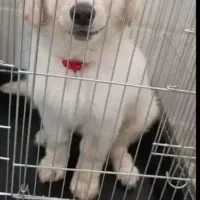 سگ پامبر