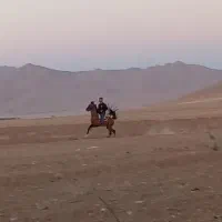 اسب نریون 3ب4 کره ارشیا