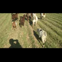 بز  شیری|حیوانات مزرعه|داران, |دیوار