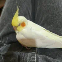 عروس هلندی|پرنده|پرند, فاز ۶|دیوار