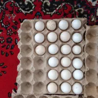 تخم نطفه دار گلین ریشو چهل تاج