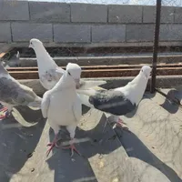 کبوتر کفتر رنگی|پرنده|رودهن, |دیوار