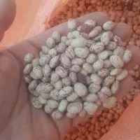 لوبیا چیتی خمین با کیفیت عمده