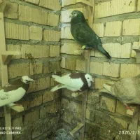 کبوتر سربری