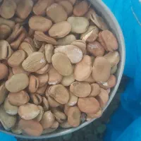 فروش ویژه ی باقالای مازندران