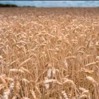 فروش-زمین-کشاورزی