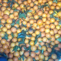 تامسون درجه یک فقط 50تومان