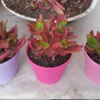 گل وگیاه زیبا|گل و گیاه طبیعی|تهران, بنی‌هاشم|دیوار