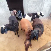 تعدادی گوسفند پرواری