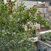 فروش دربستی مستقل|فروش خانه و ویلا|تهران, شهید رجایی|دیوار