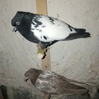 کبوتر طوقی دمبی سینه ای|پرنده|سپیدان, |دیوار