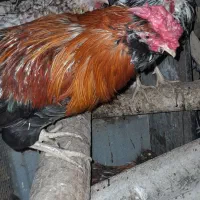 خروس گلین ونیمچه