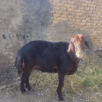 فروش قوچ اصیل افشاری