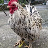 خروس جاپینز کوتاه