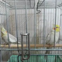 جفت عروس هلندی