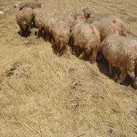 میش داشتی . گوسفند.شیشک