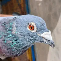 کبوتر
