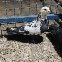 ستا کبوتر رنگ