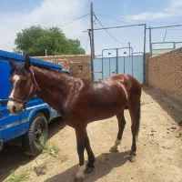 اسب نریون سرحال|اسب و تجهیزات اسبسواری|جوین, |دیوار