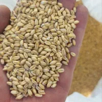 بذرگندم لارسین فرانسوی