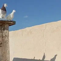 کبوتر کفتر گمشده|حیوانات|قم, یزدان‌شهر|دیوار