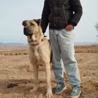 واگذاری سگ سرابی اصل ۲۲ ماهه