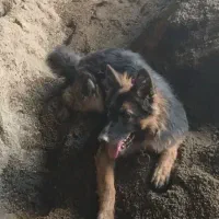 سگ ژرمن گمشده