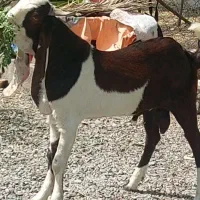 دو راس چپش نری گلابی پتیری درجه‌یک