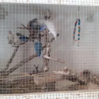 جوجه کوتوله فیشر