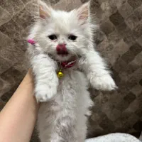 گربه نژاد دار