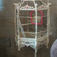 عروس ۵ ماهه