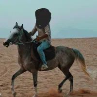 مادیان عرب کورسی