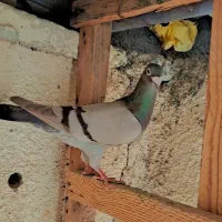 دوتا ماده جنس