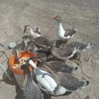 قوغاز
