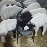 میش‌وبره‌فروش