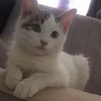 گربه ی عزیزم گمشده