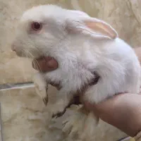 خرگوش سفید خوشگل