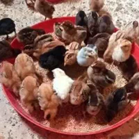 جوجه گلپایگانی 10 روزه
