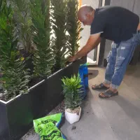 باغبانی هرس وکودهی