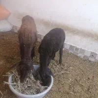 بره افشاری