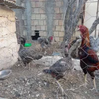 مرغ خروس لاری|حیوانات مزرعه|مشهد, شهرک بهارستان|دیوار