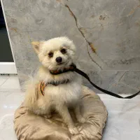 سگ پامر نر|سگ|آستانه اشرفیه, |دیوار